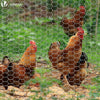VOUNOT Chicken Wire Mesh, Metal Animal Fence, 13mm Holes, 1m x 25m, PVC Coated Grey.