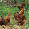 VOUNOT Chicken Wire Mesh, Metal Animal Fence, 25mm Holes, 1m x 25m, PVC Coated Grey.