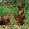 VOUNOT Chicken Wire Mesh, Metal Animal Fence, 25mm Holes, 1m x 25m, PVC Coated Green.